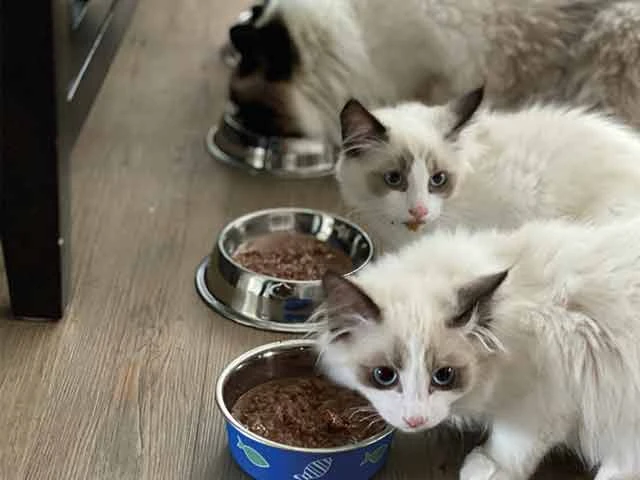 Litiera fericită, casa fericită: așternut din silicat, tofu sau pachete avantajoase?
